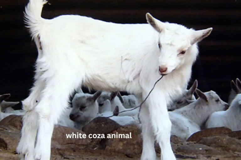 Introduction to the White Coza Animal