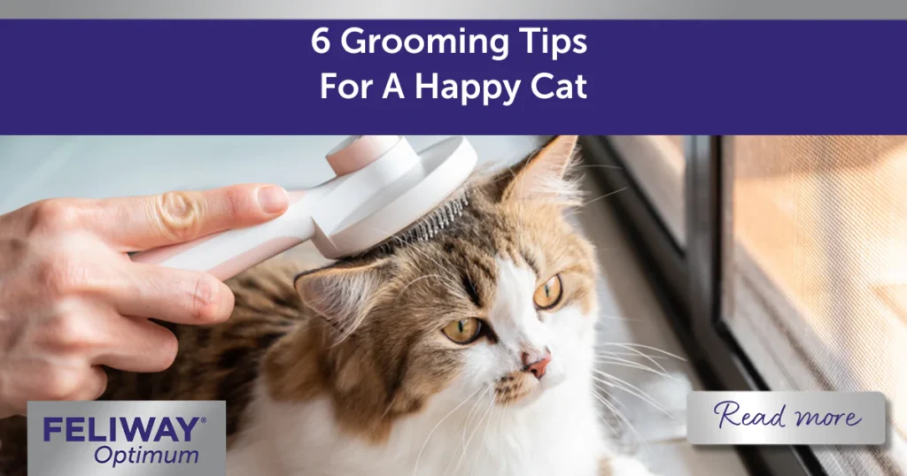 Proper Nutrition and Grooming for a Happy Cat